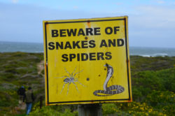 Beware of snakes and spider