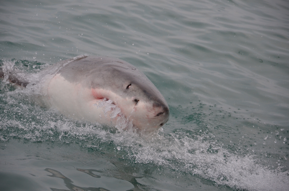 requin blancs