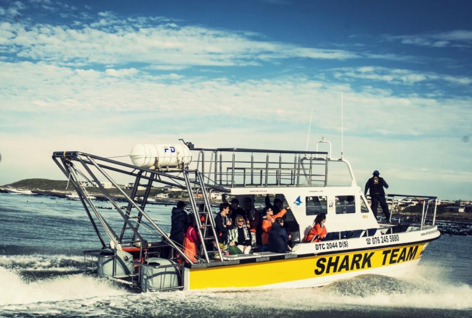 bateau white shark project