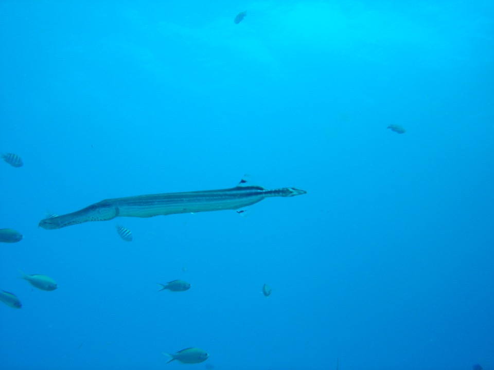 poisson trompette à CArliste BAy