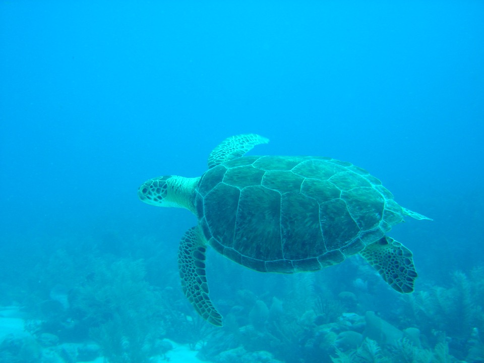 tortue autour des épaves