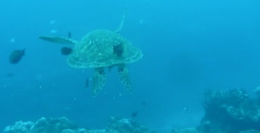 découbrez une station de nettoyage pur tortue