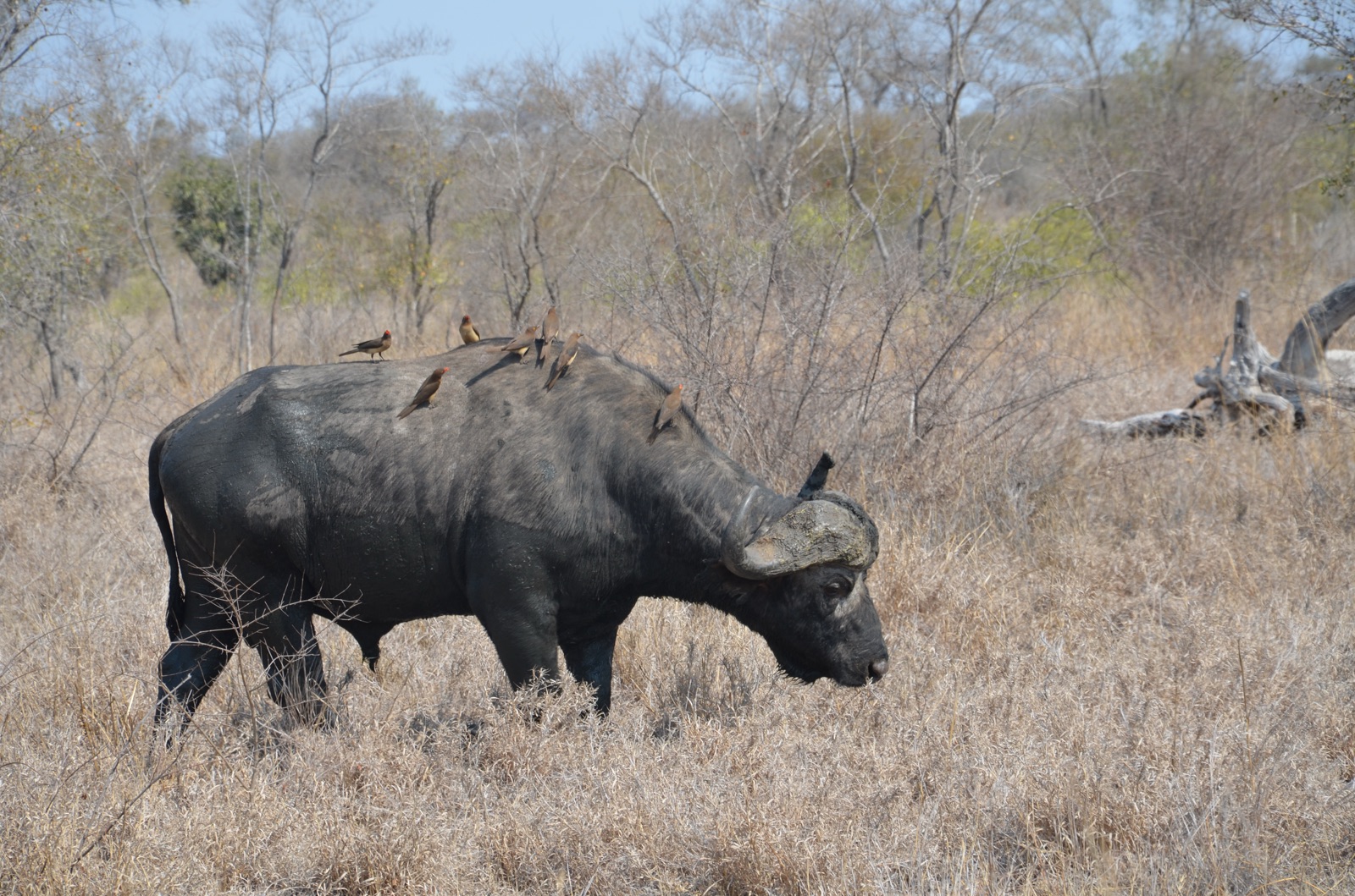 Buffle du Cap dans la savane sèche du Kruger