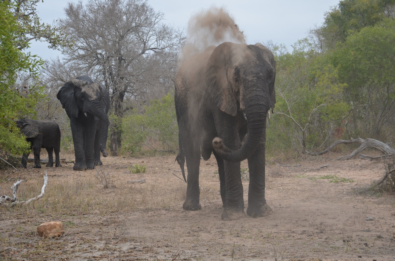 Éléphants prenant un bain de poussière au Kruger Park