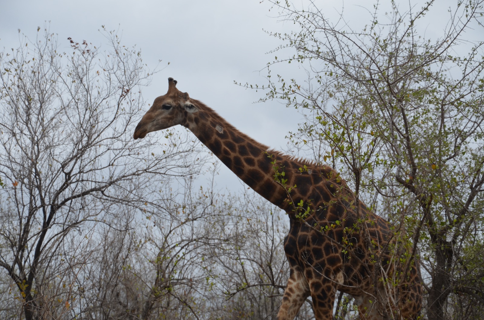 Girafe au milieu des acacias du Kruger Park