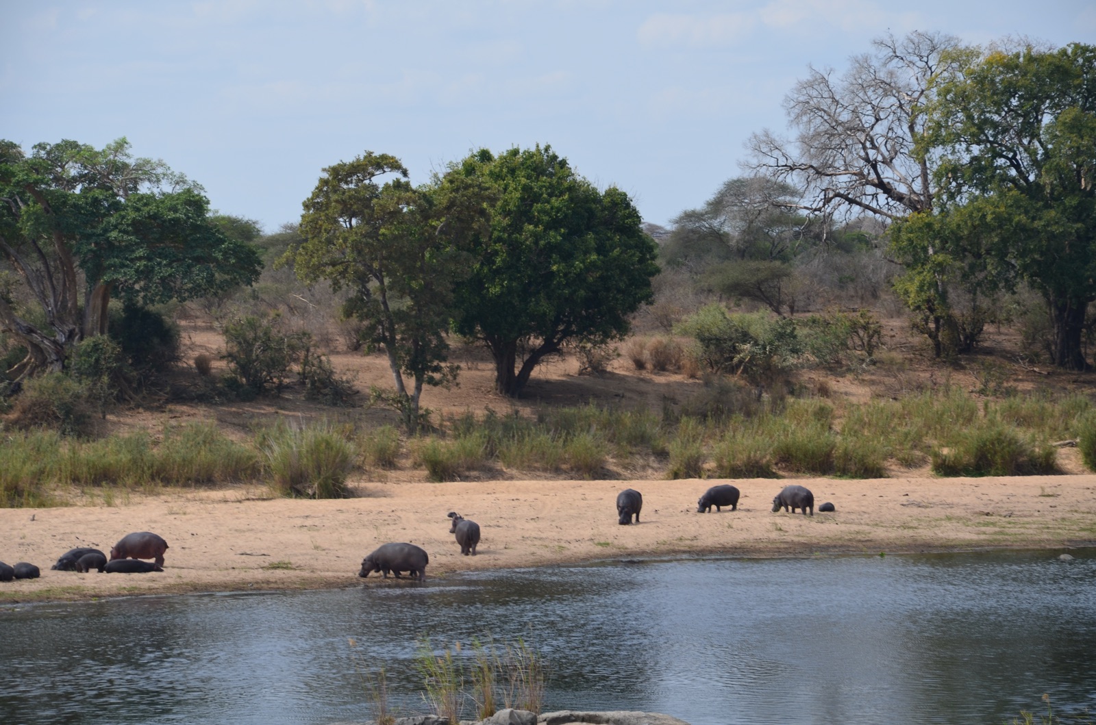 Hippopotames au bord d'une rivière du Kruger Park