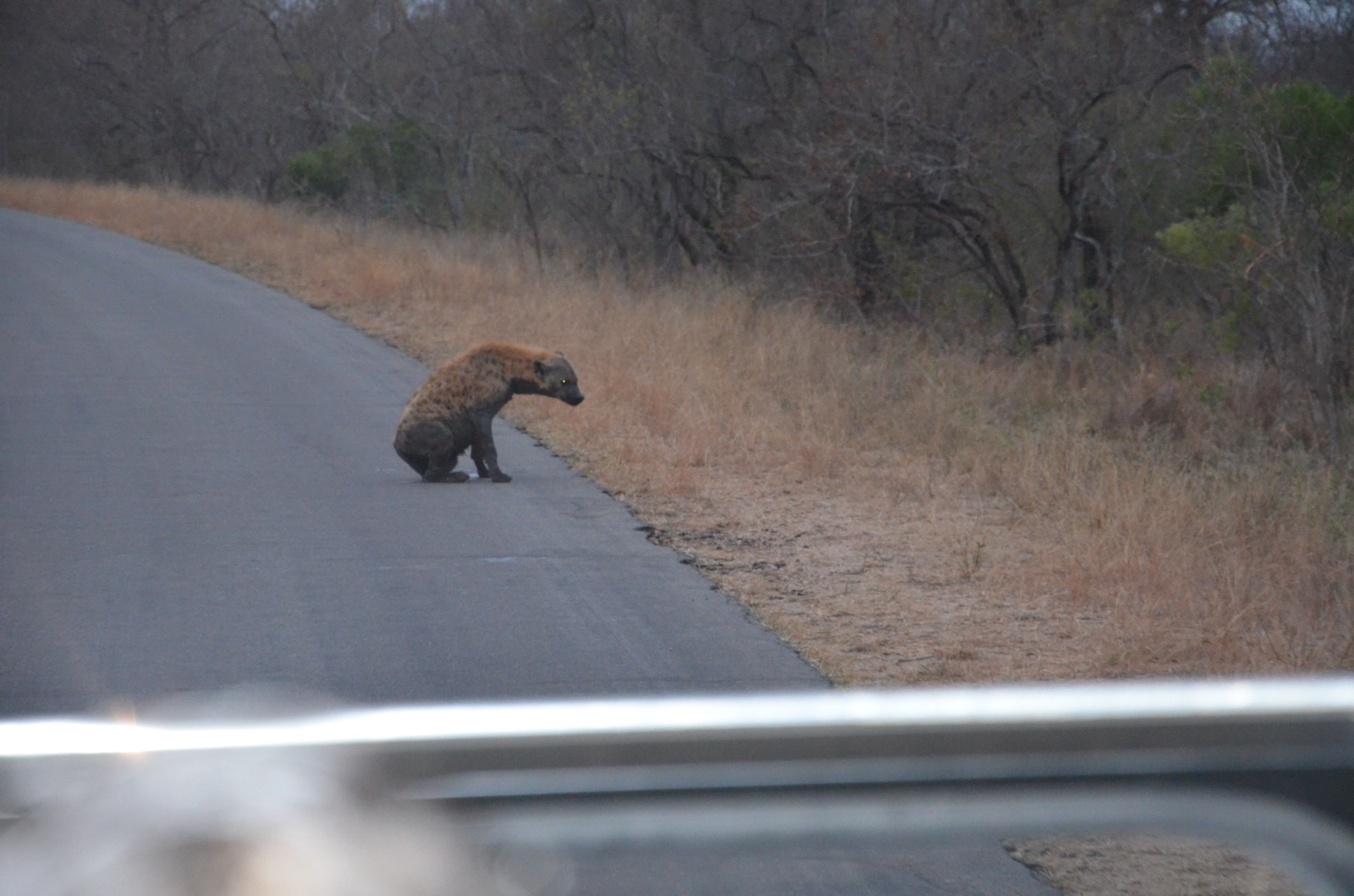 Hyène tachetée assise au bord d'une route du Kruger