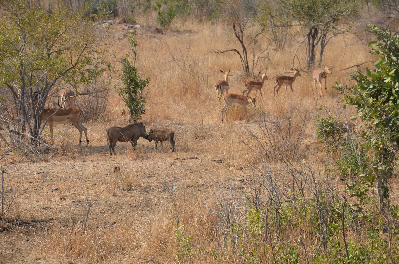 Groupe d'impalas dans la brousse du Kruger