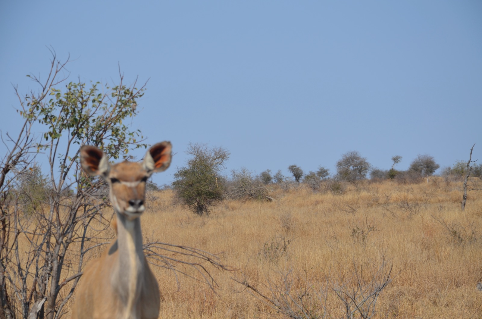 Femelle koudou dans la savane du Kruger Park