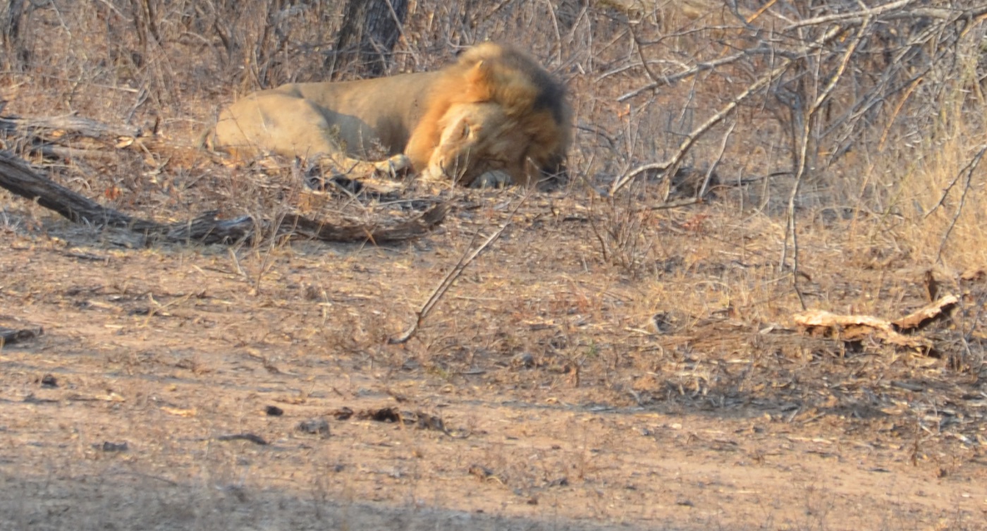 Lion mâle endormi dans la brousse du Kruger
