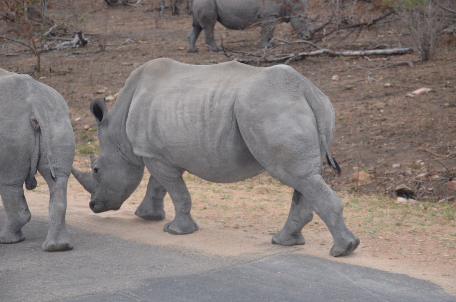 Rhinocéros blancs traversant une route du Kruger Park