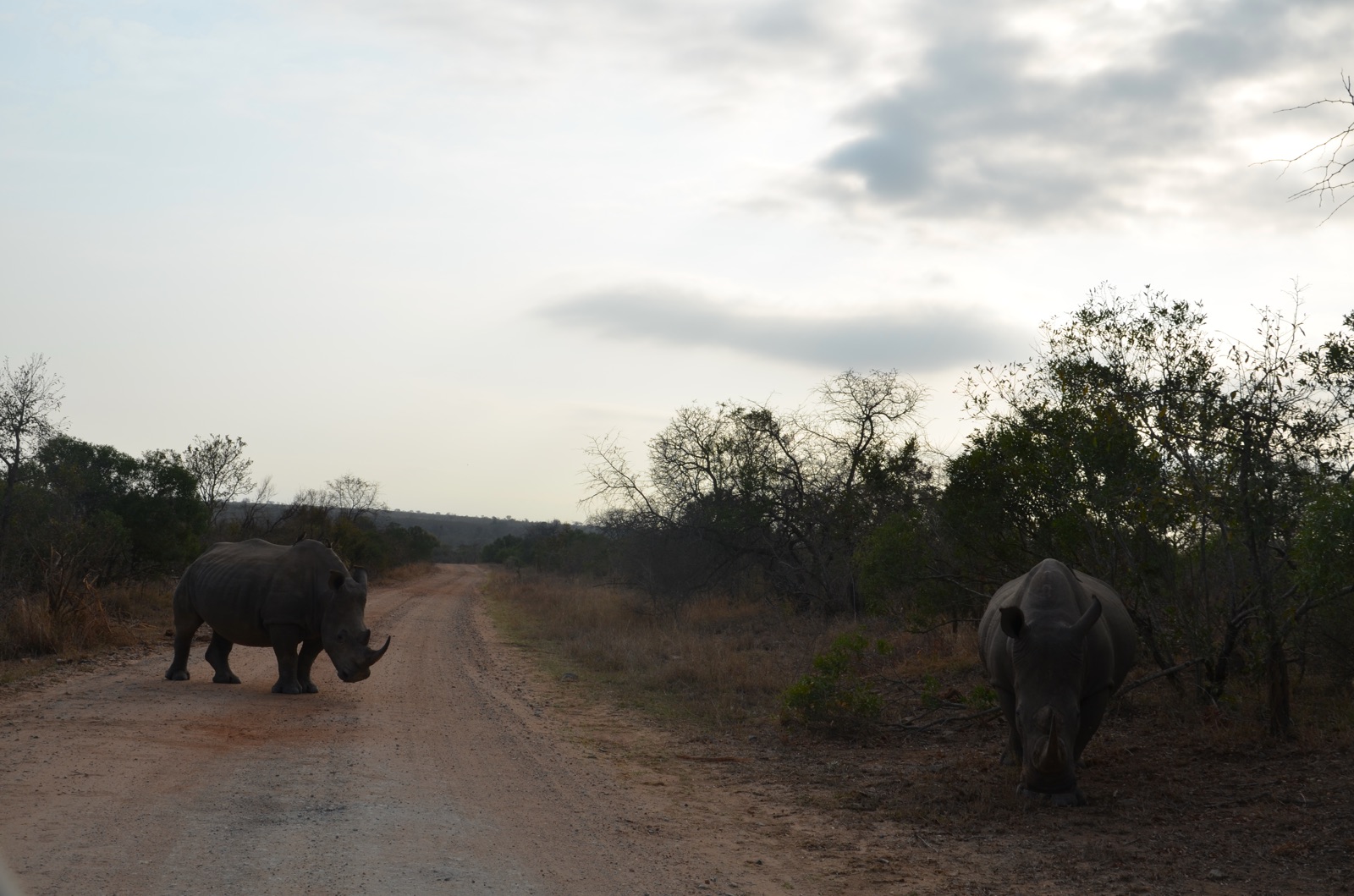 Deux rhinocéros sur une piste du Kruger au crépuscule