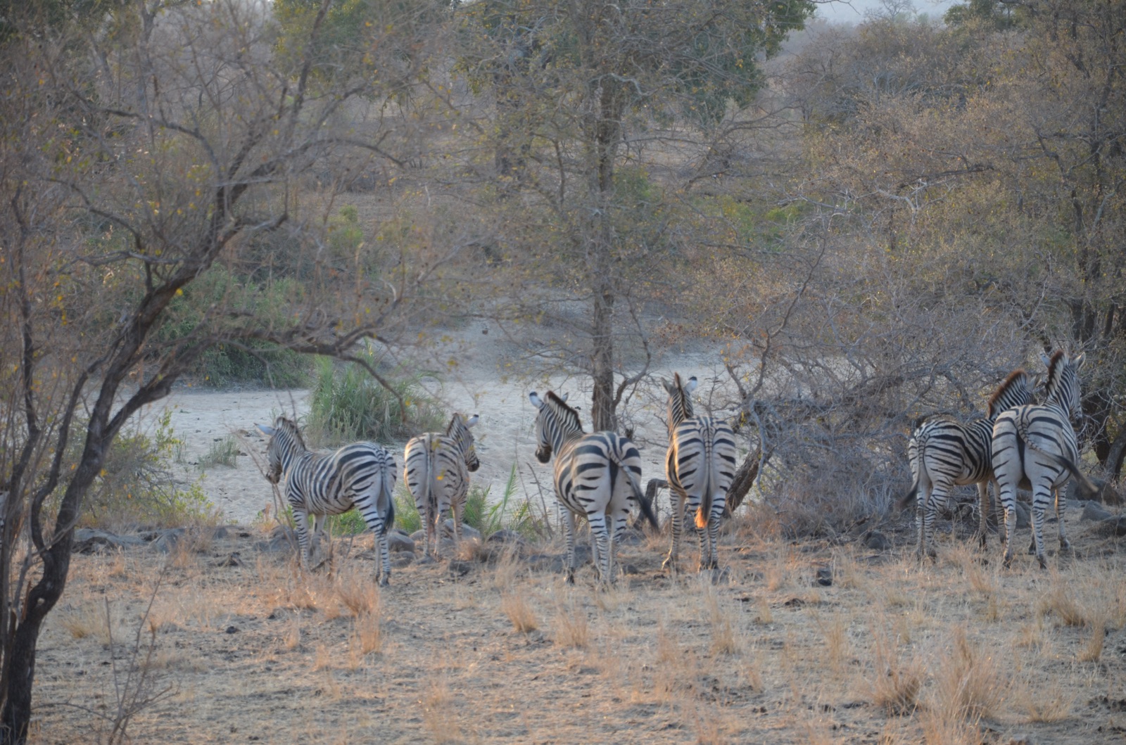 Troupeau de zèbres près d'un point d'eau au Kruger Park
