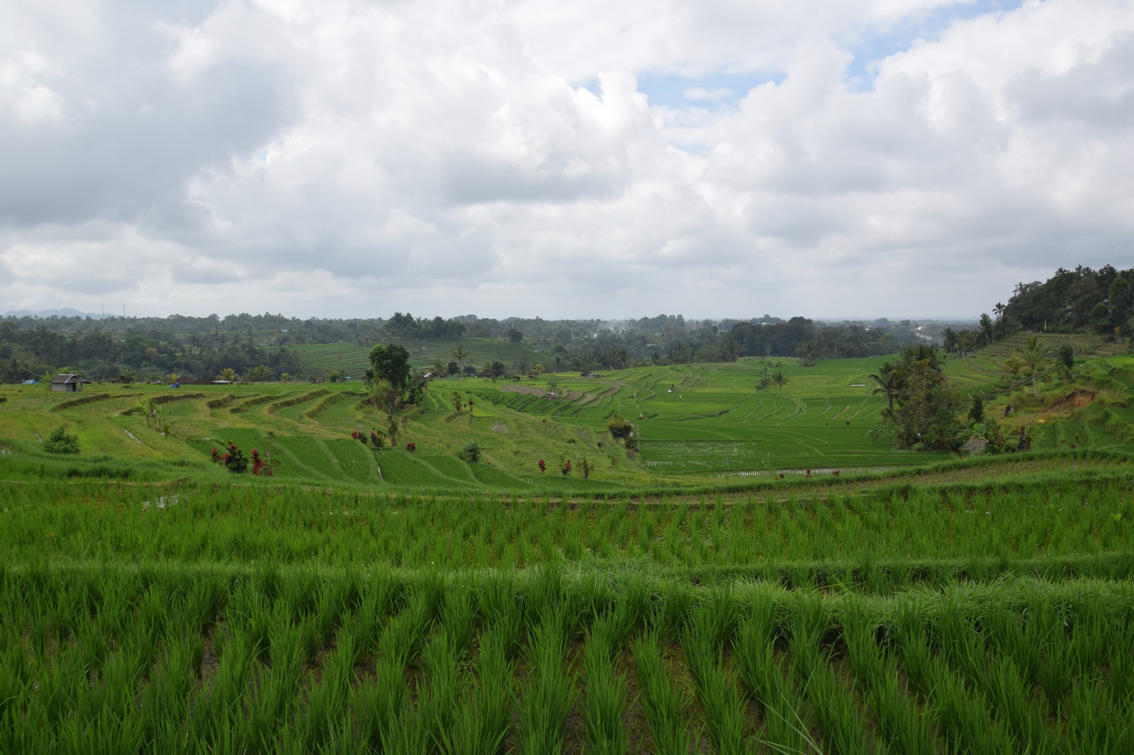 Panorama sur les rizières de Jatiluwih au centre de Bali