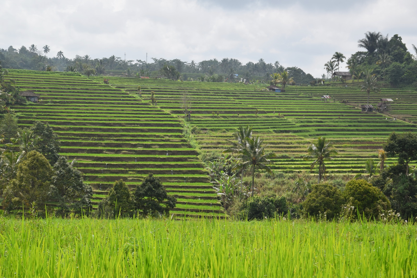 Rizières en terrasses de Jatiluwih inscrites à l'Unesco, Bali