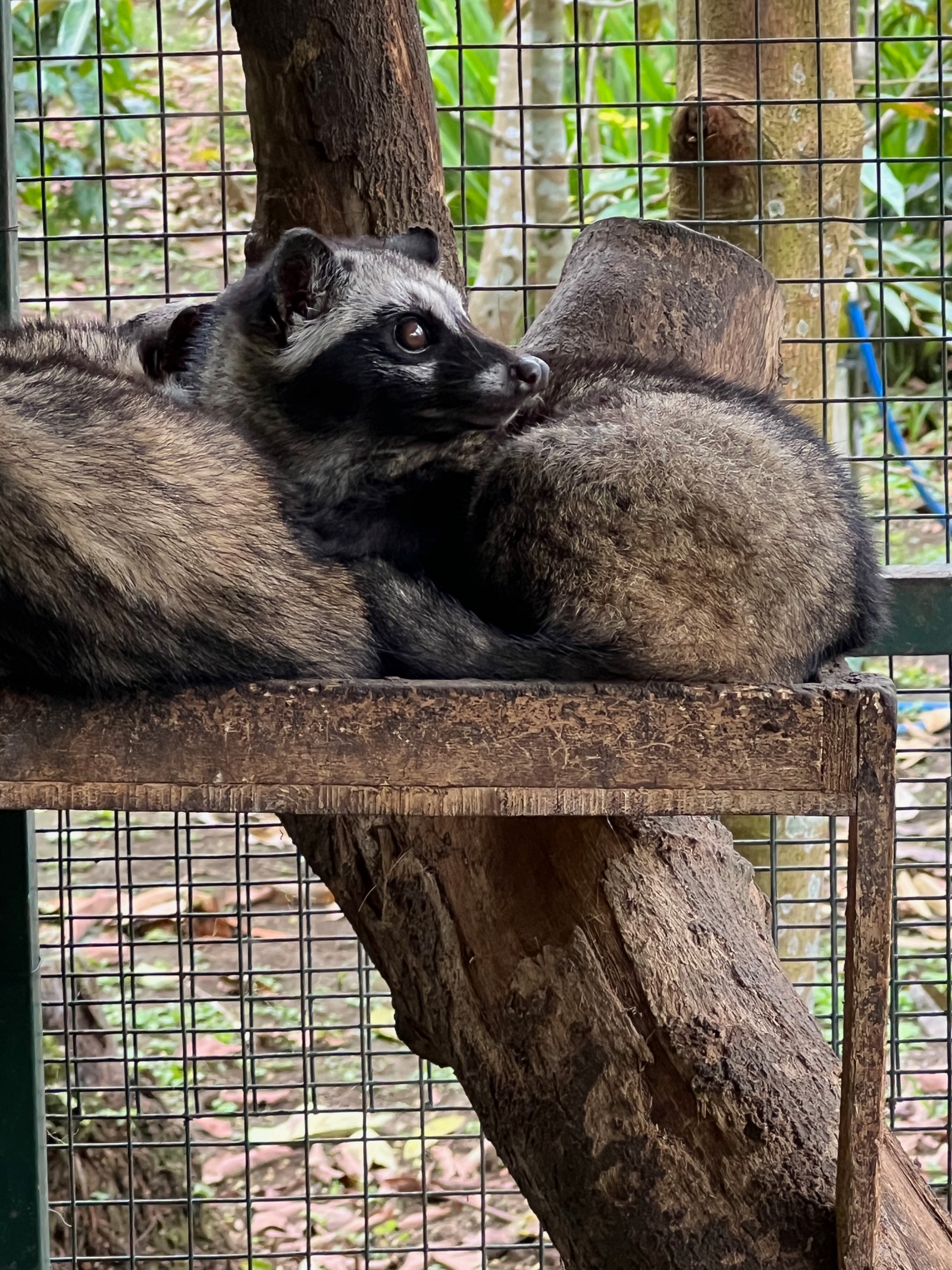 Civettes en cage dans une plantation de café à Bali