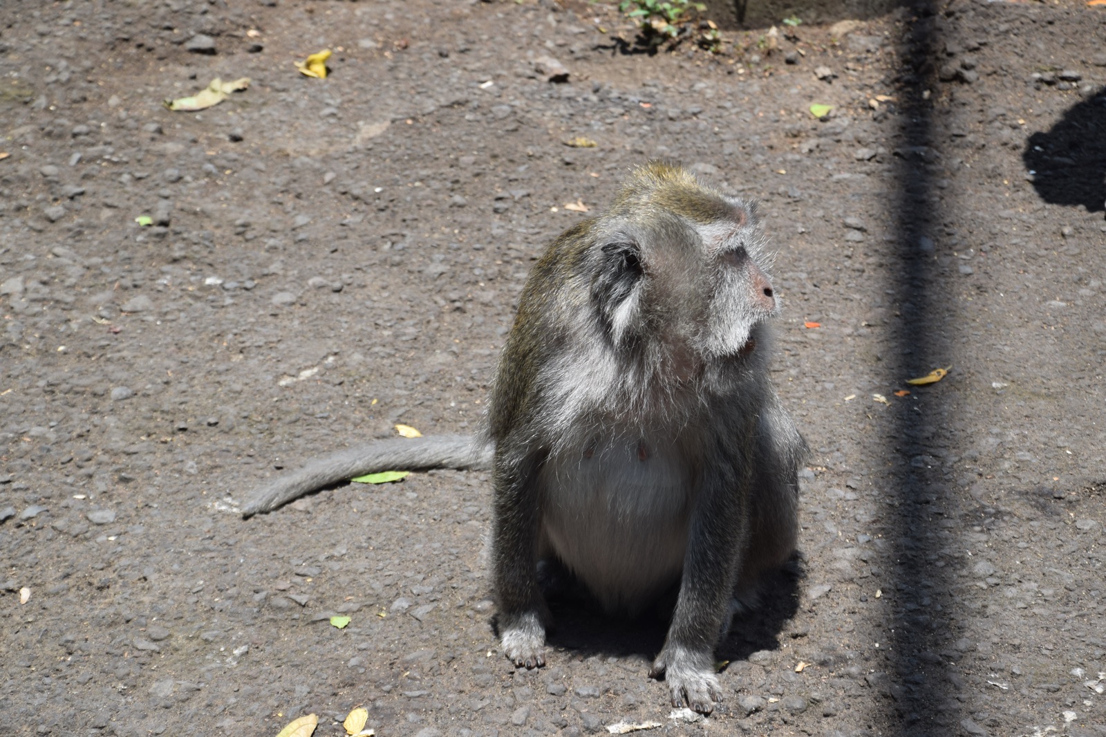 Macaque assis au bord d'une route à Bali