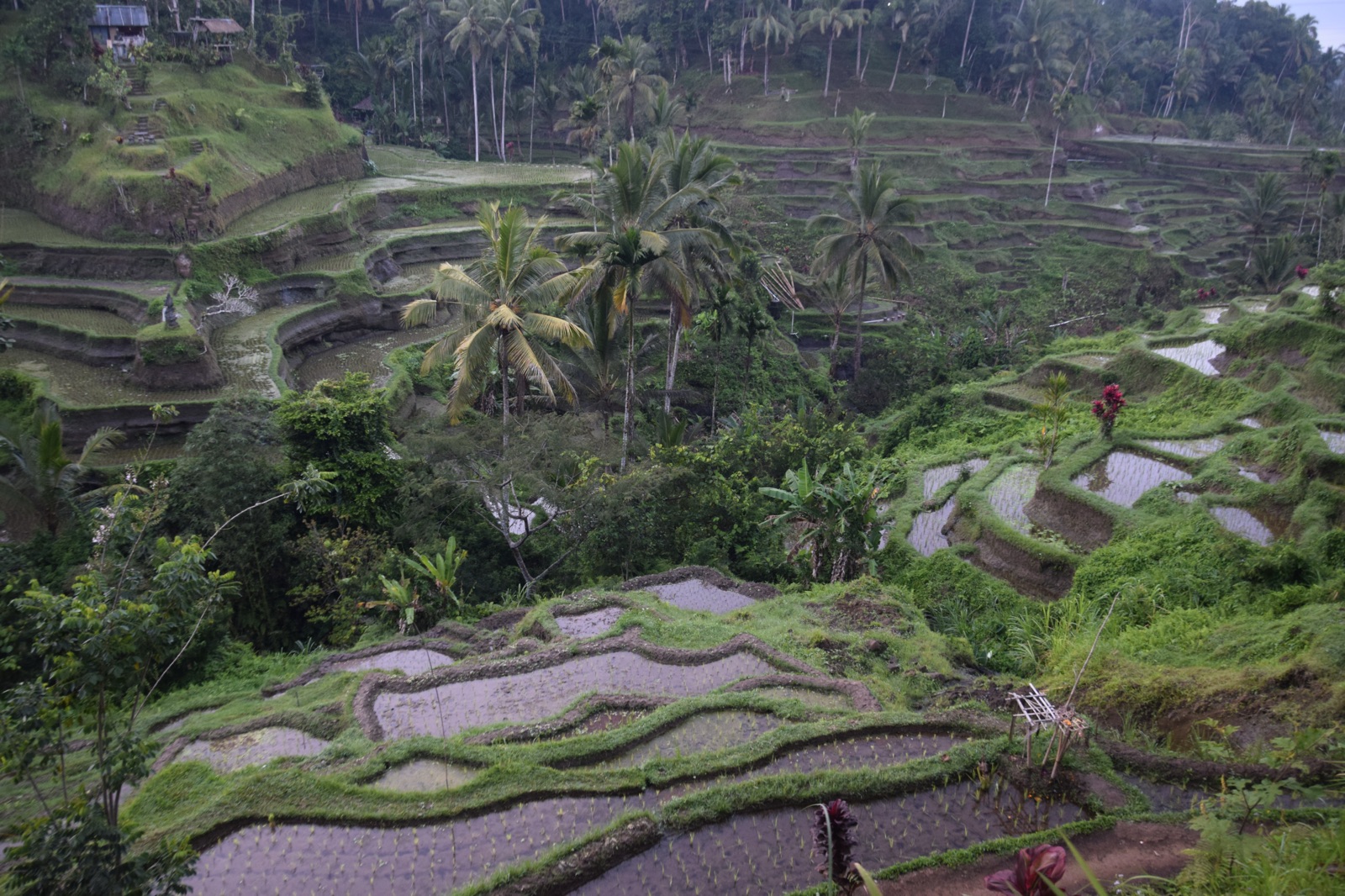 Rizières en terrasses de Tegallalang au nord d'Ubud