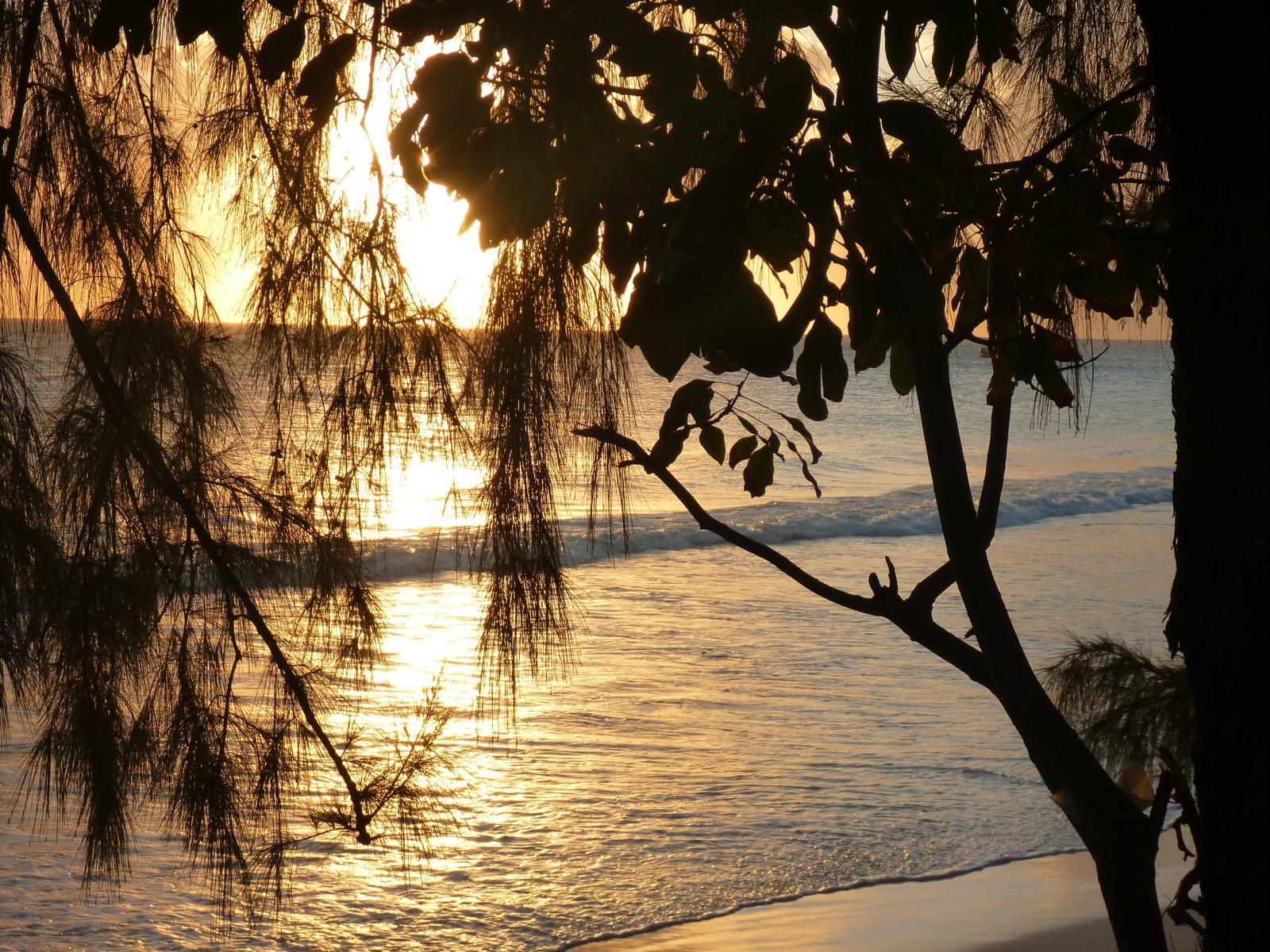 Coucher de soleil à travers un filao sur une plage de la Barbade