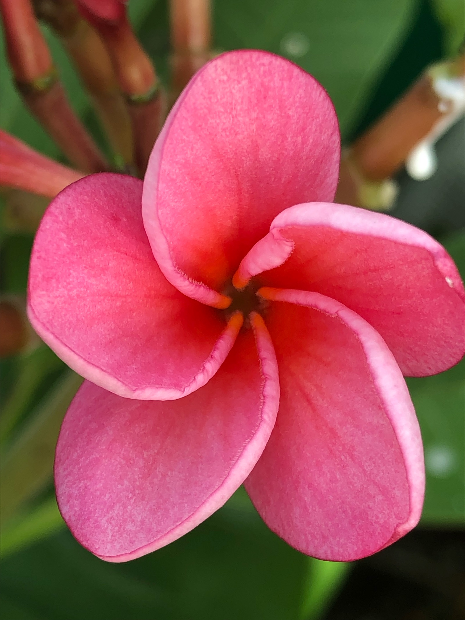 Fleur de frangipanier rose à Bora Bora