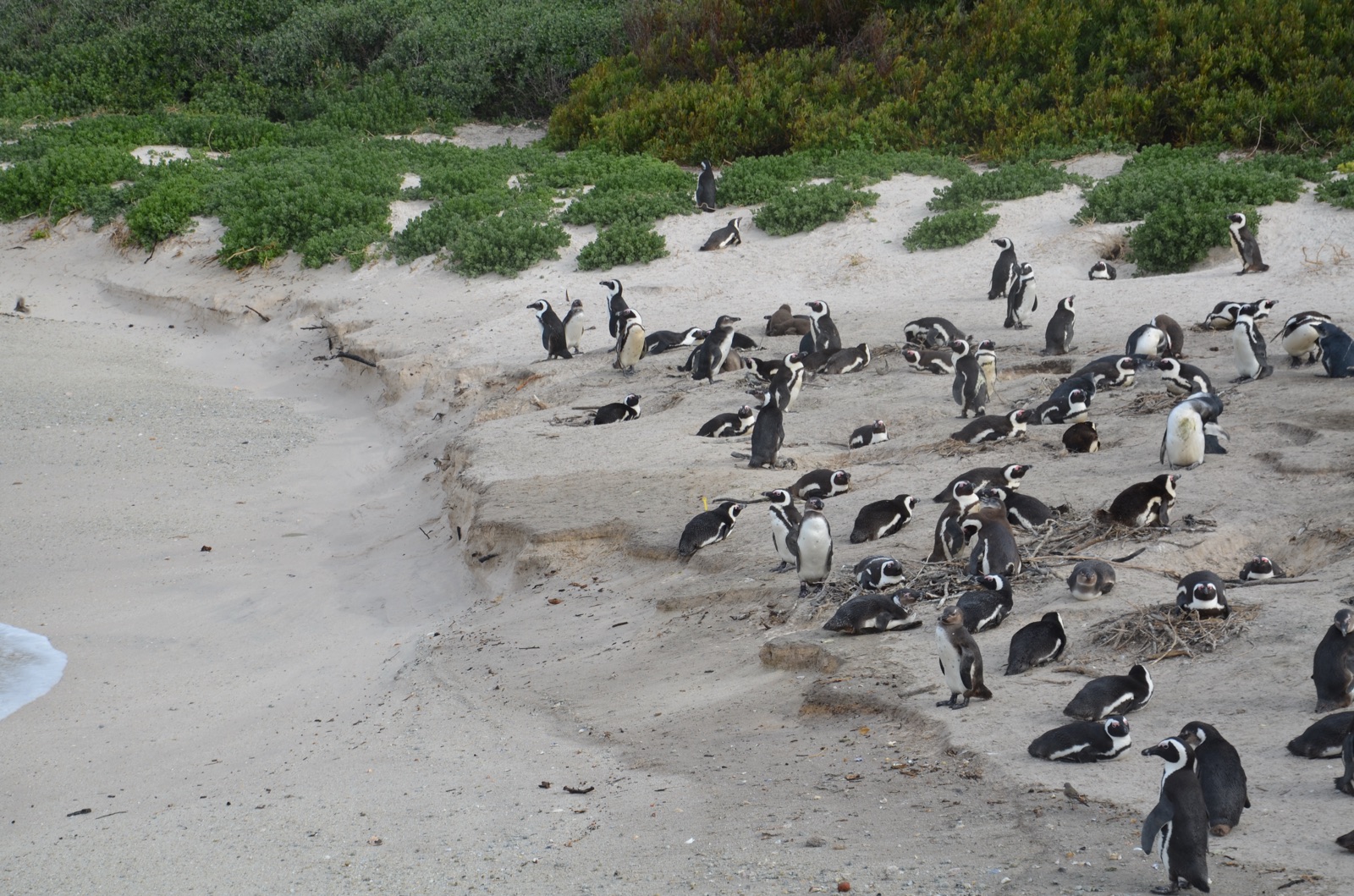 Colonie de manchots du Cap sur la plage de Boulders Beach