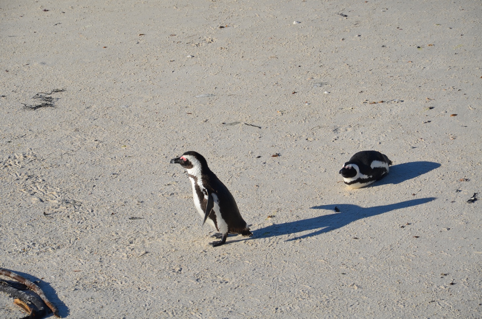Deux manchots du Cap sur le sable de Boulders Beach