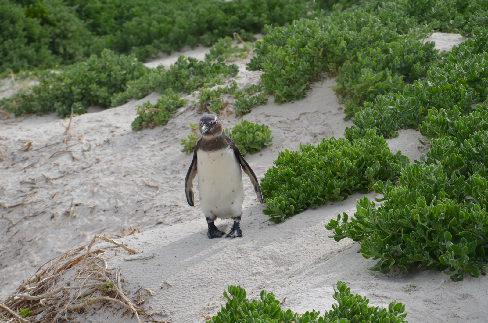 Manchot du Cap dans la végétation des dunes