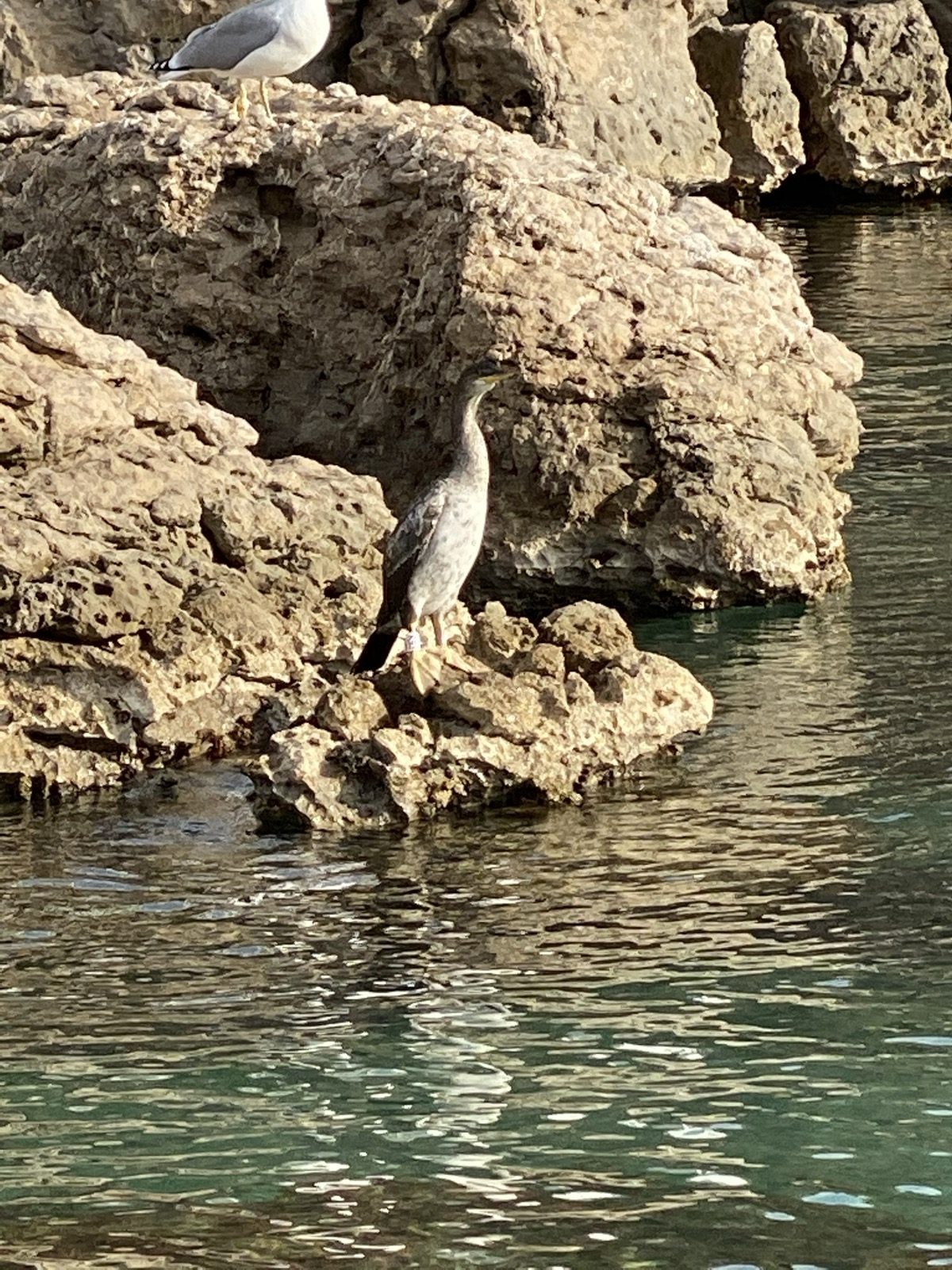 Cormoran posé sur les rochers au bord de l'eau, près de Cala Montgó
