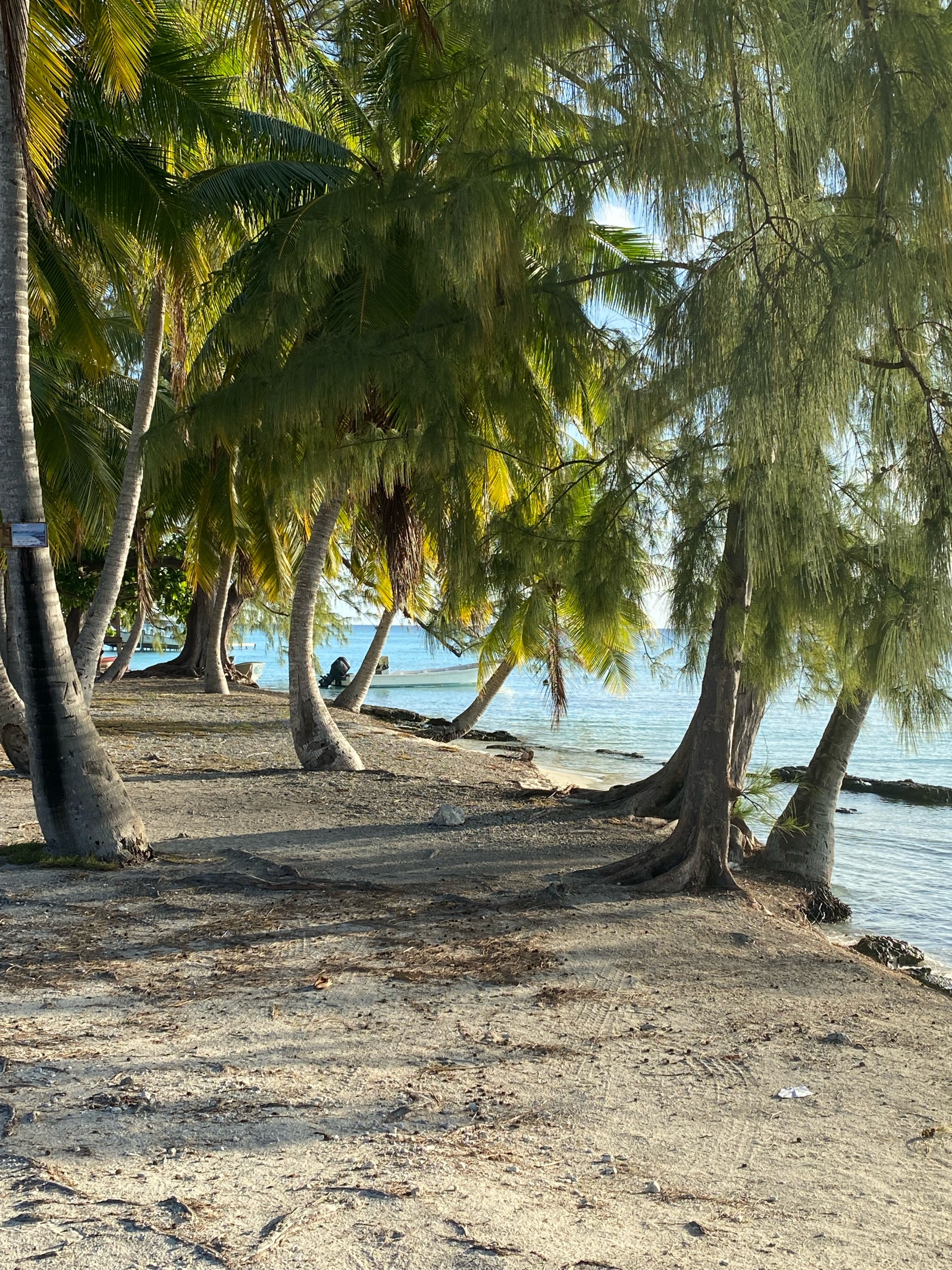 Chemin sous les cocotiers au bord du lagon de Fakarava