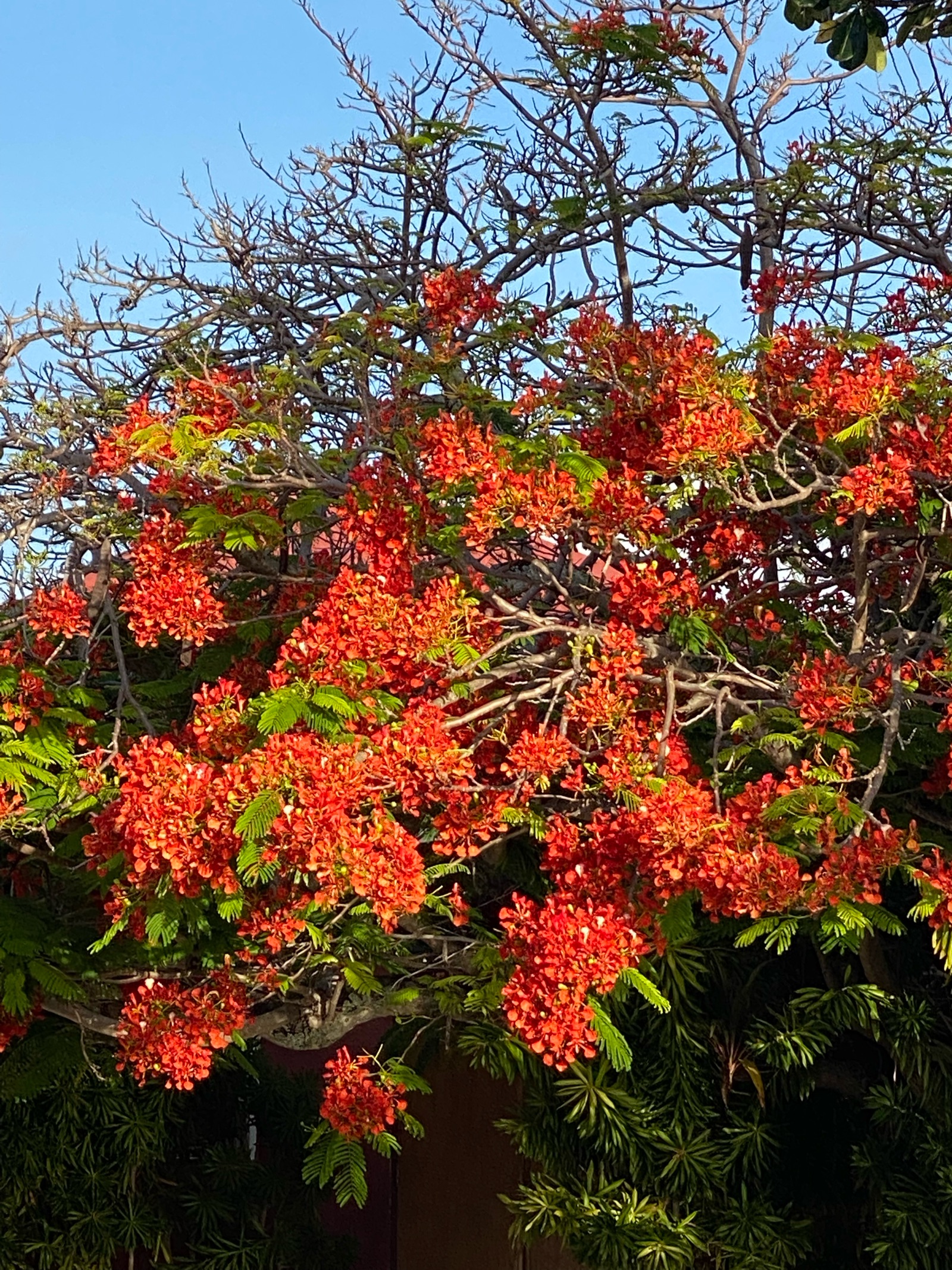 Flamboyant en fleurs à Fakarava