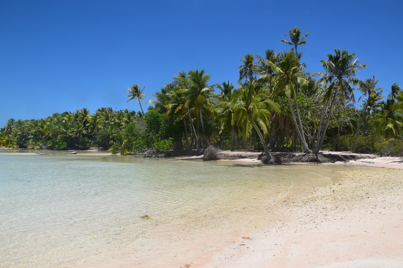 Motu de sable blanc et cocotiers au sud de Fakarava