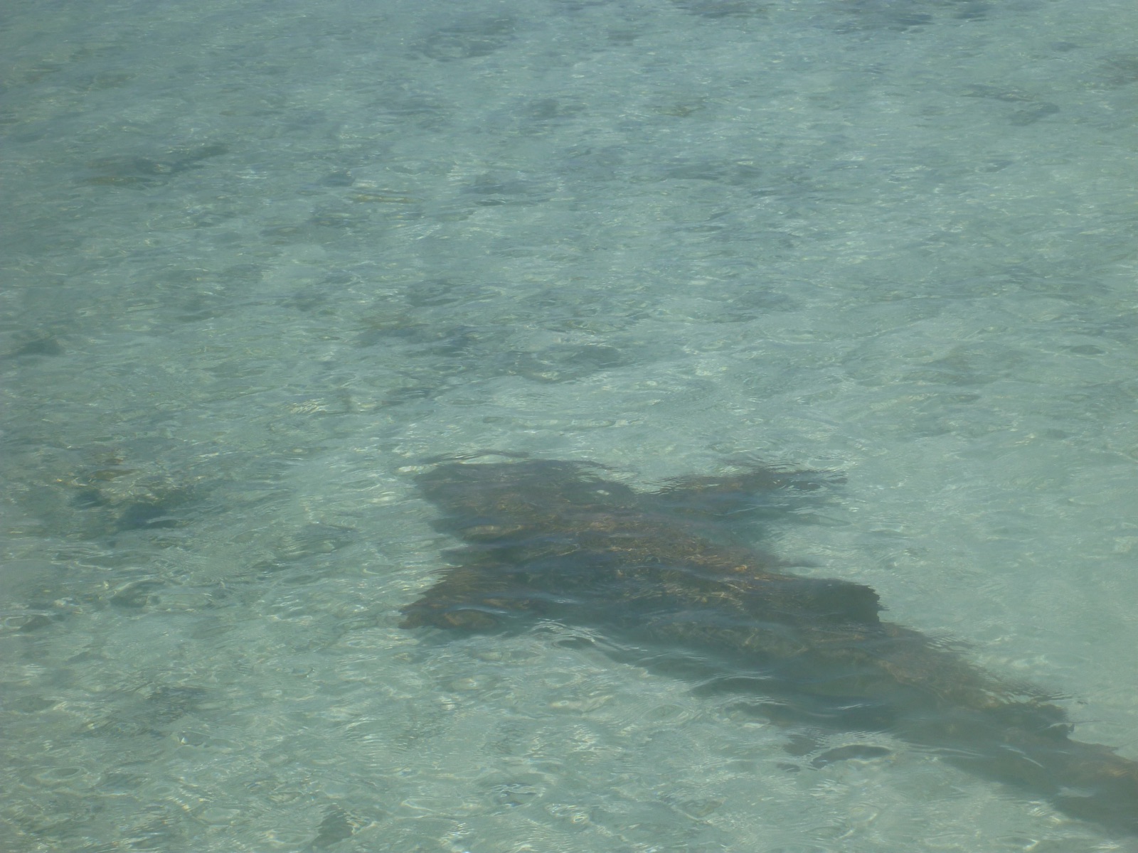 Requin dans l'eau peu profonde du lagon de Fakarava