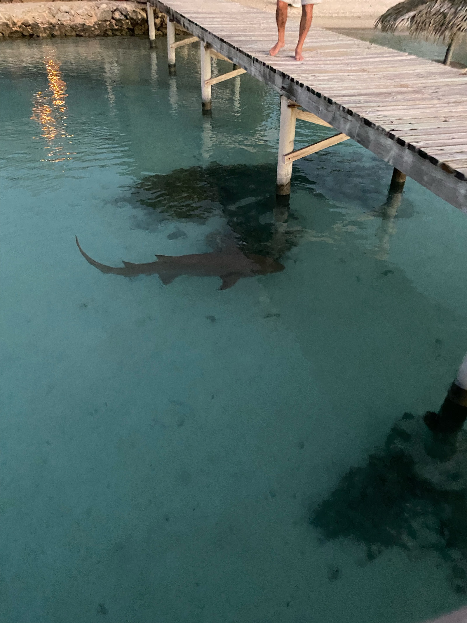 Requins sous un ponton du lagon de Fakarava