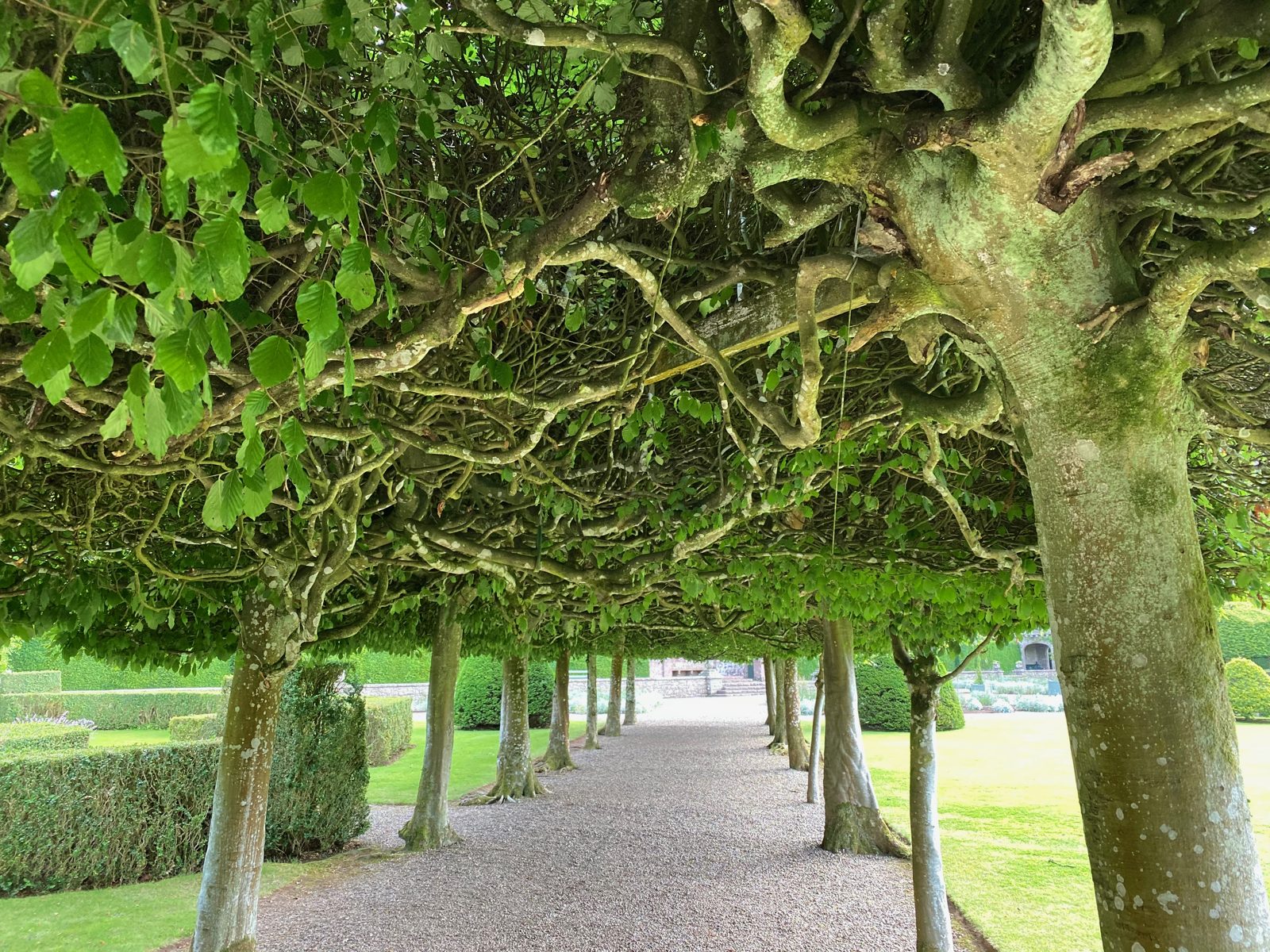 Allée de tilleuls taillés en voûte dans les jardins du château de Glamis