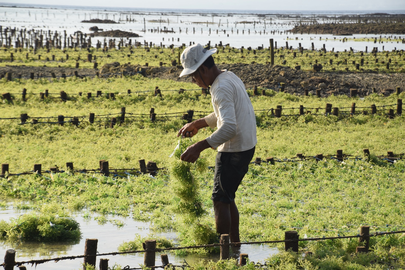 Algoculteur récoltant des algues dans les parcelles de Nusa Lembongan