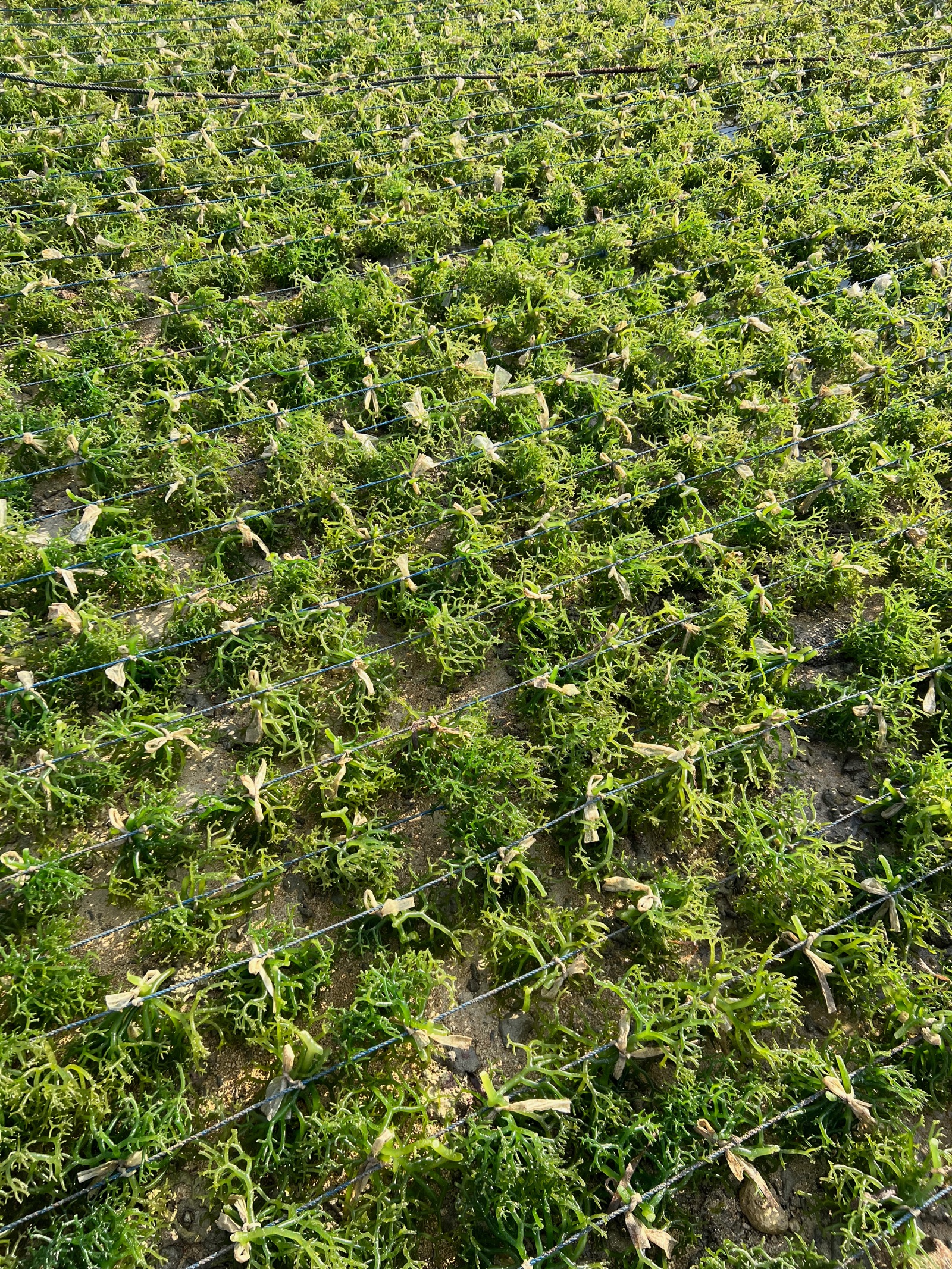 Gros plan sur les algues cultivées à Nusa Lembongan