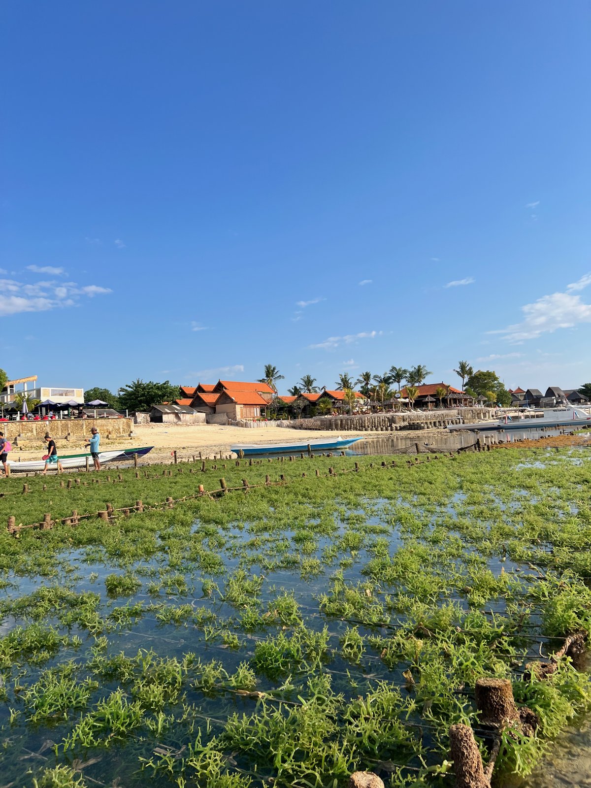 Parcelles d'algues sous une fine couche d'eau devant la plage et les bungalows de Jungut Batu