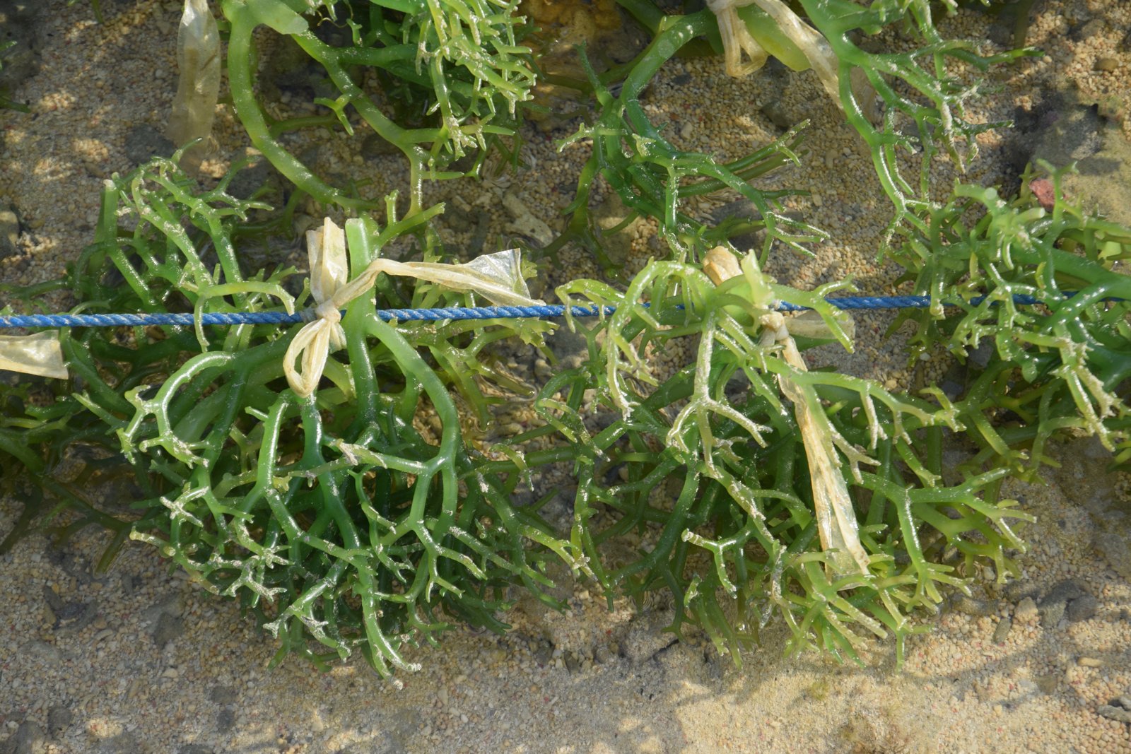Boutures d'algues vertes attachées par des liens sur une corde bleue, à Nusa Lembongan