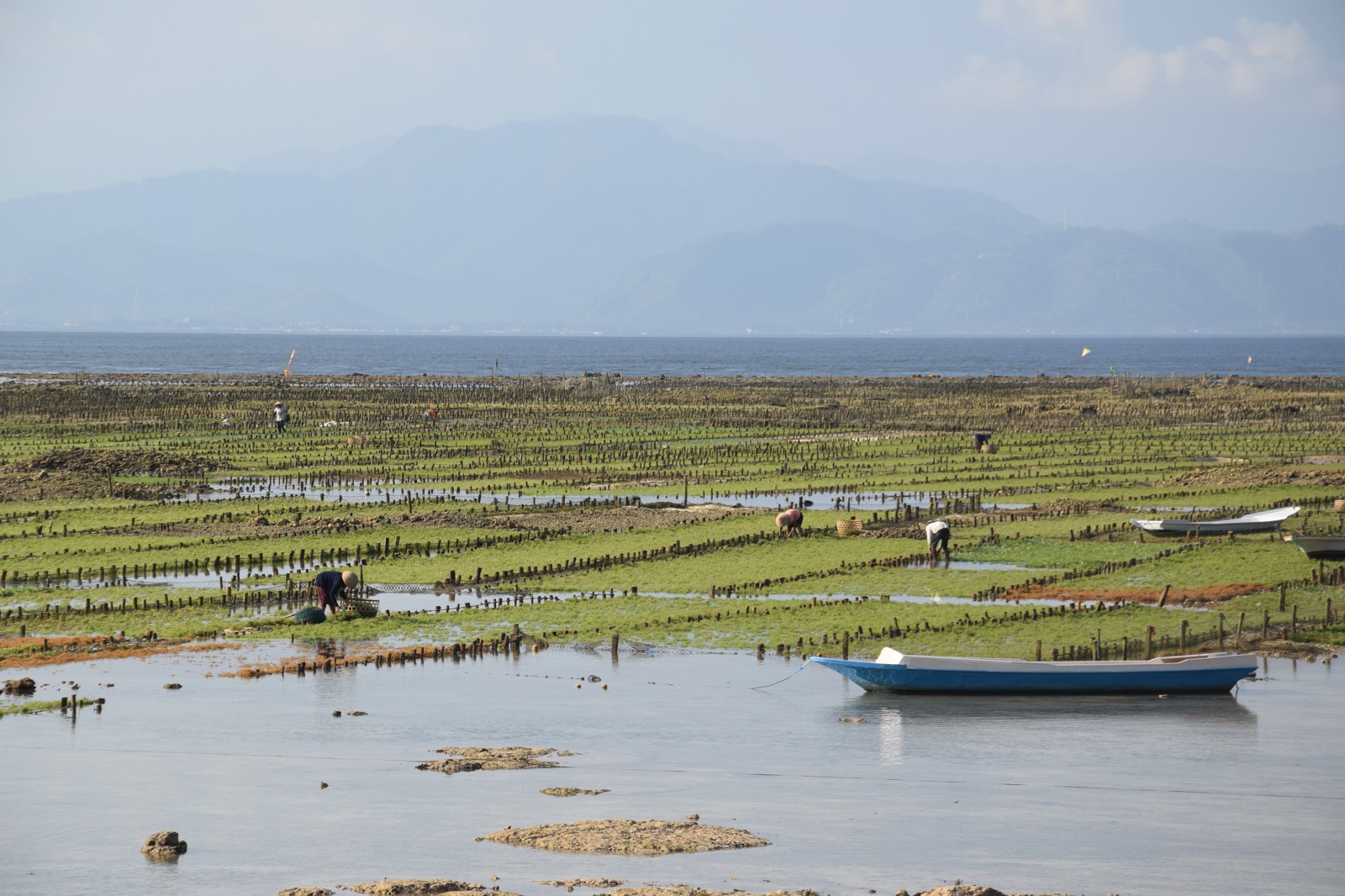 Champs d'algues à marée basse à Nusa Lembongan avec les montagnes de Bali à l'horizon