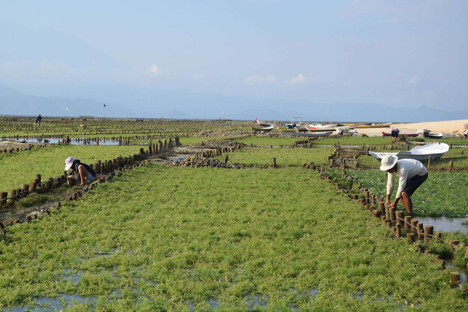 Cultivateurs penchés sur leurs parcelles d'algues à Nusa Lembongan, barques échouées au fond