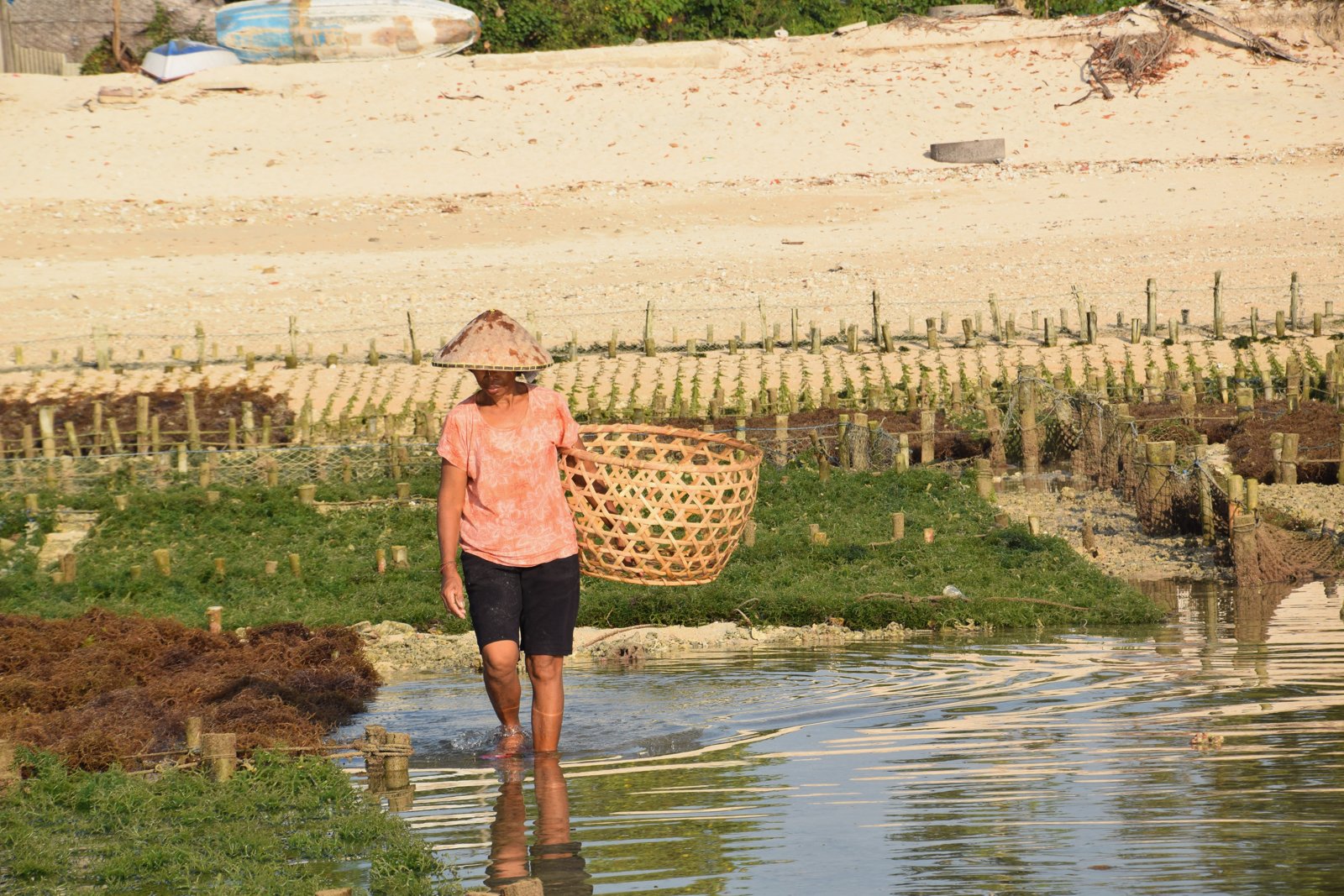 Cultivatrice d'algues au chapeau conique marchant dans l'eau avec un panier en bambou à Nusa Lembongan