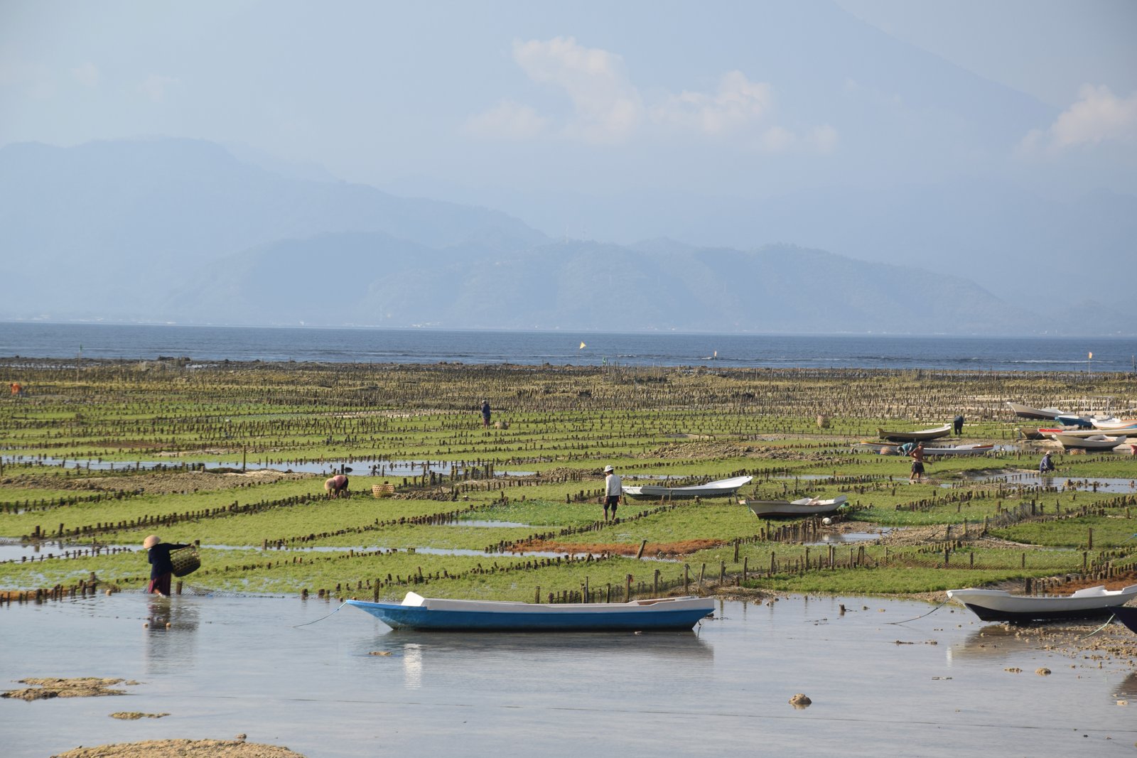 Fermes d'algues de Nusa Lembongan à marée basse, avec des barques et les montagnes de Bali à l'horizon