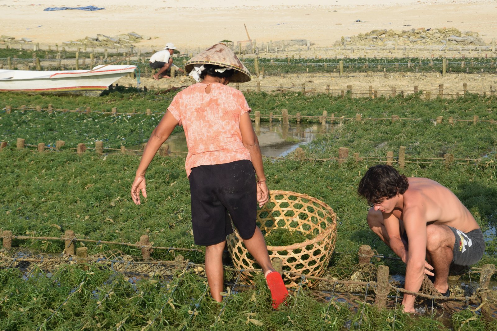 Paul accroupi détache des algues d'une corde pendant que la cultivatrice se penche vers son panier