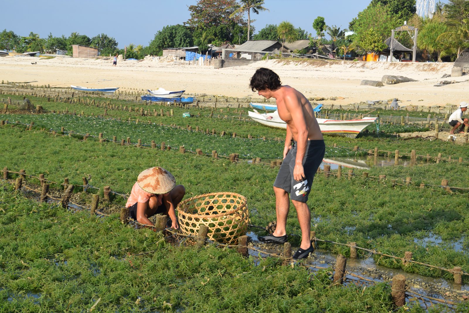 Paul debout dans une parcelle d'algues à côté d'une cultivatrice accroupie qui remplit son panier