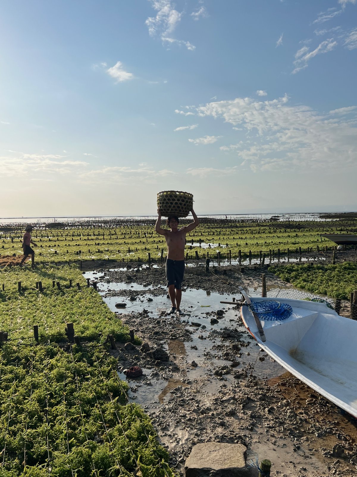 Paul revient vers la plage avec un panier d'algues sur la tête, entre les parcelles et une barque