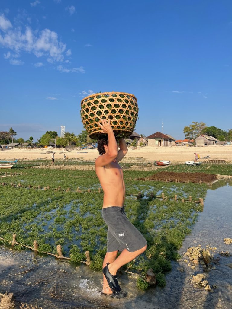 Paul porte un panier d'algues sur la tête en marchant dans une parcelle de Nusa Lembongan, sous un ciel bleu