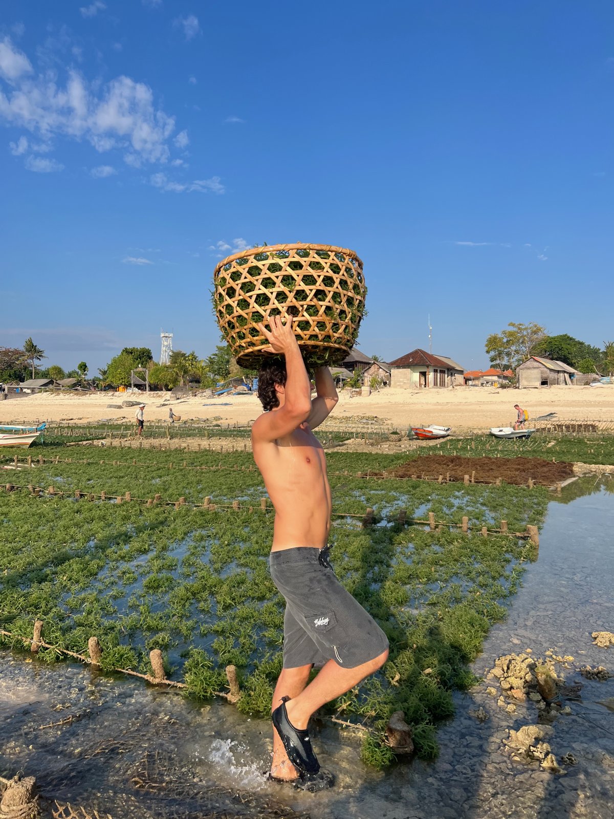 Paul porte un panier d'algues sur la tête en marchant dans une parcelle de Nusa Lembongan, sous un ciel bleu