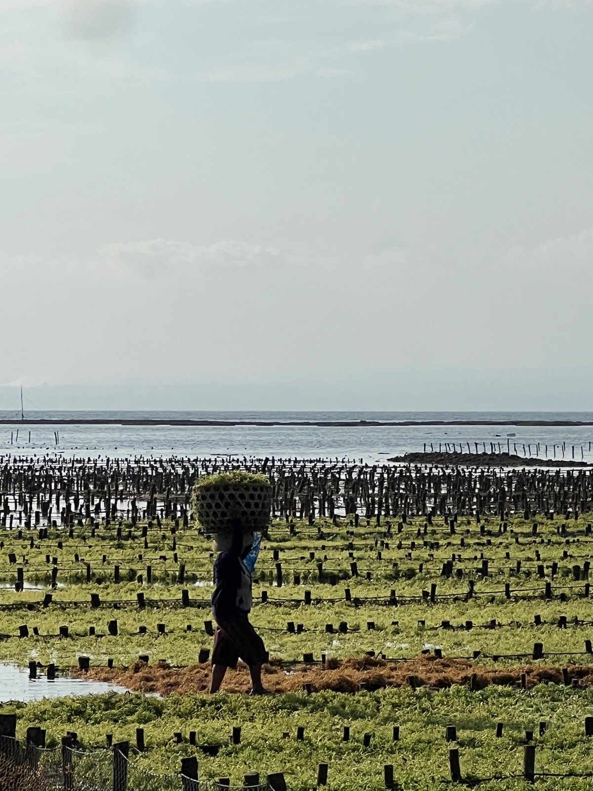 Silhouette d'un cultivateur portant un panier d'algues sur la tête au milieu des piquets