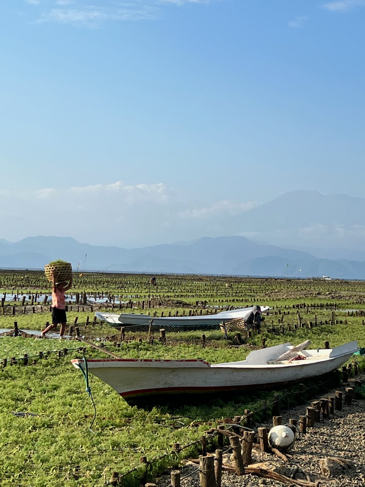 Cultivatrice portant un panier d'algues sur la tête près de barques échouées, volcans de Bali à l'horizon