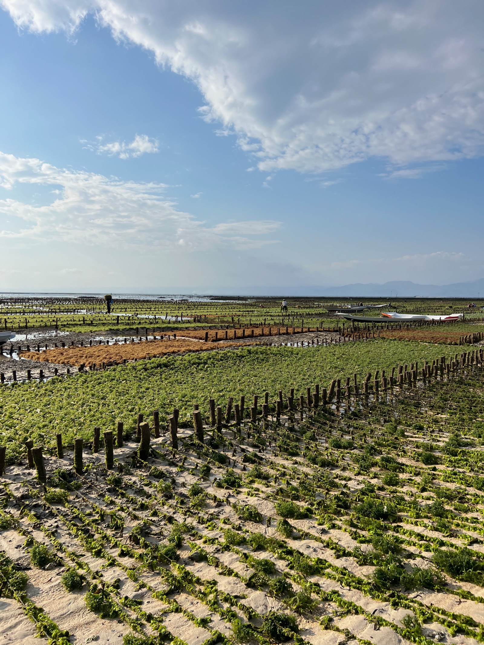 Rangées de piquets et de cordes des fermes d'algues de Nusa Lembongan
